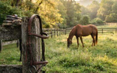 Reittherapie in Polch & Hohenleimbach | Ganzheitlich & Sicher